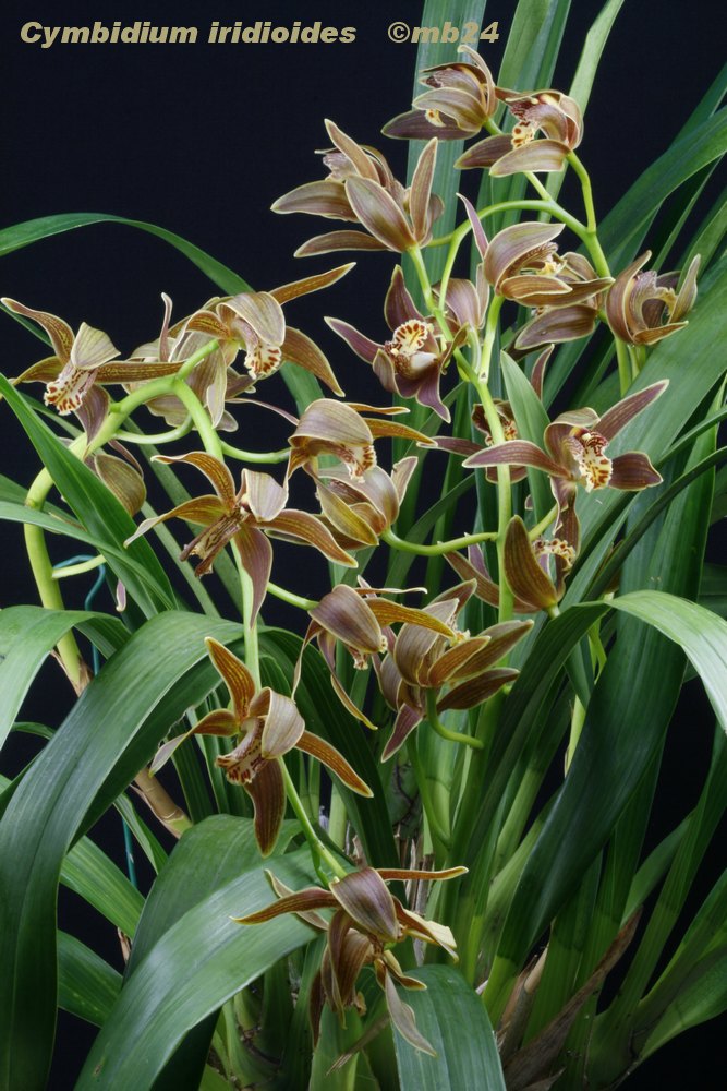 Cymbidium iridioides  Cymbid12