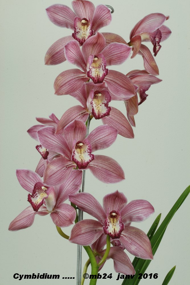 Cymbidium standart hybride à fleurs roses Cymbid16