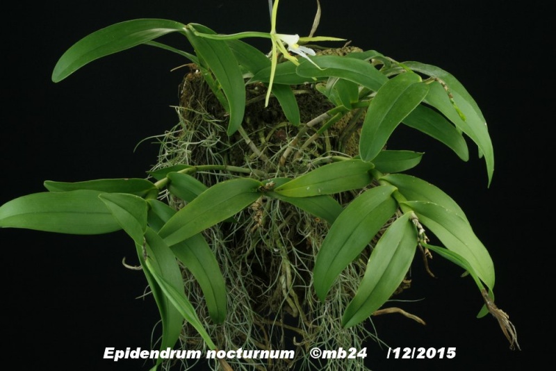 Epidendrum nocturnum Epiden13