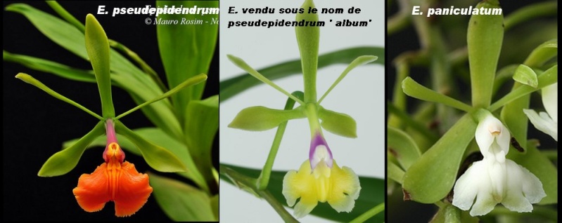 Epidendrum pseudepidendrum f.album : c'est UNE ARNAQUE ! Epiden16