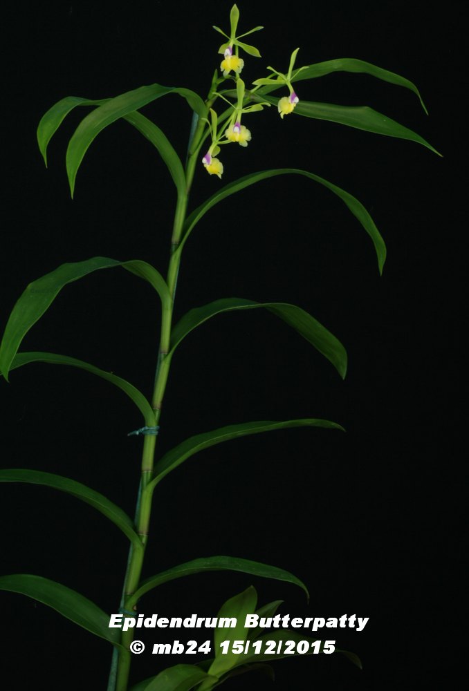 Epidendrum Butterpatty (pseudepidendrum x paniculatum) Epiden19