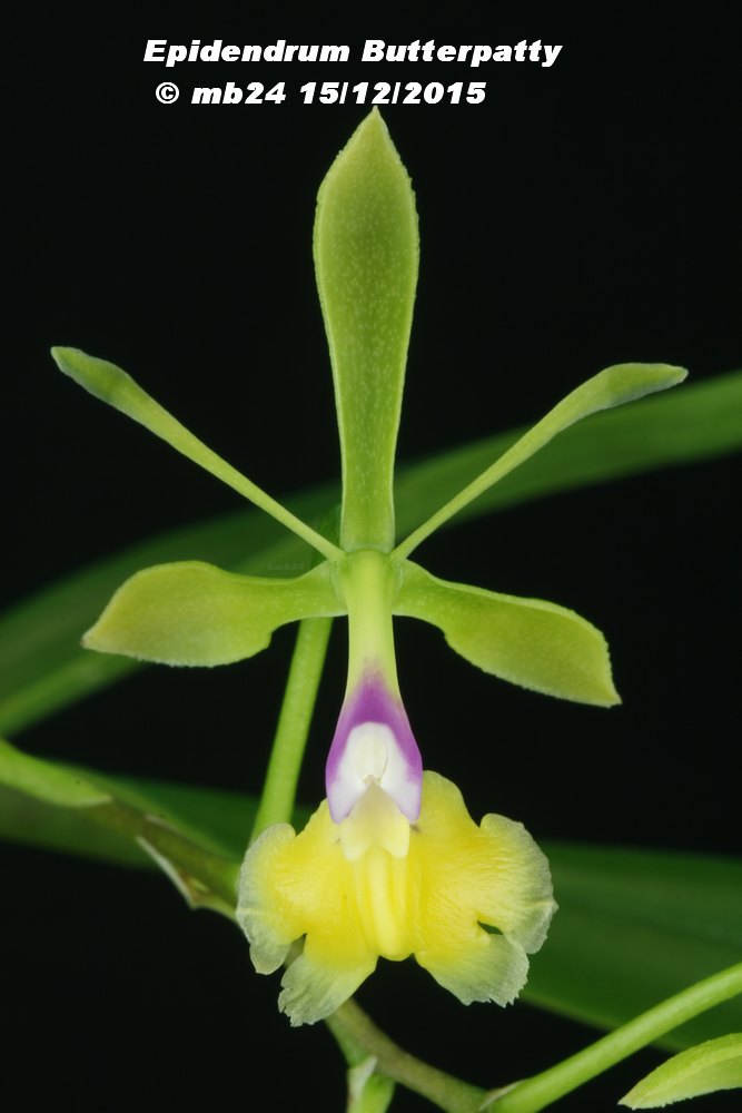 Epidendrum Butterpatty (pseudepidendrum x paniculatum) Epiden21