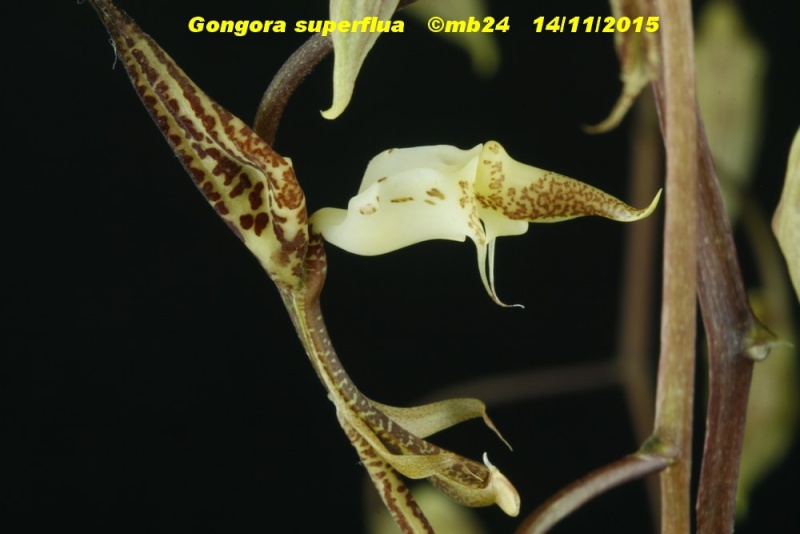 Gongora superflua Gongor12