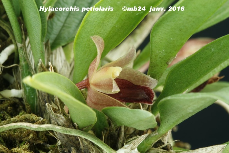 Maxillaria petiolaris ( synonyme Hylaeorchis petiolaris ) Hylaeo12