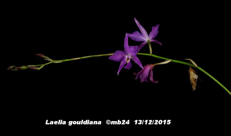 Laelia gouldiana : une curieuse tige florale Laelia12