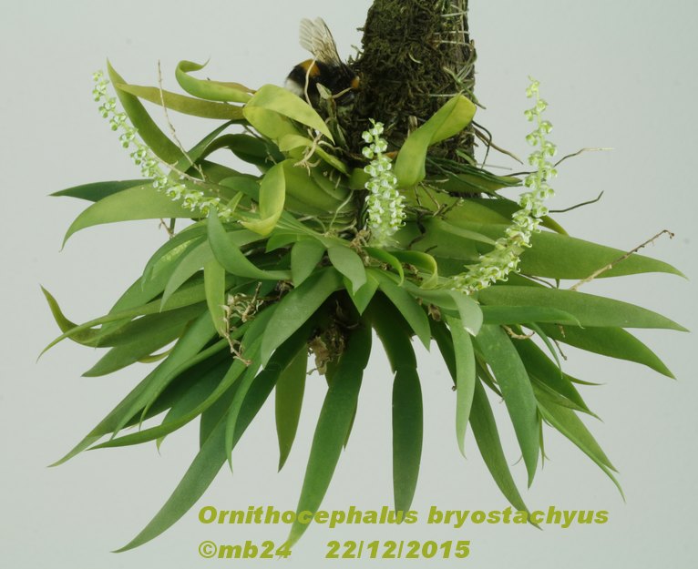 Ornithocephalus bryostachyus Ornith10