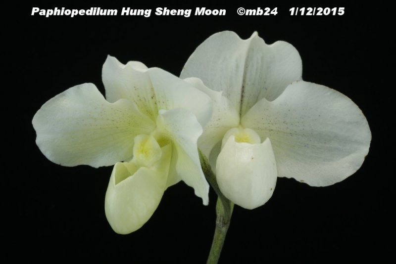 Paphiopedilum Hung Sheng Moon Paphio16