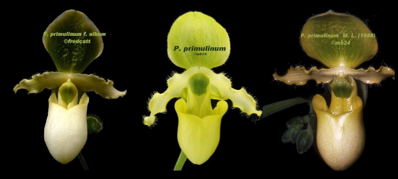 Paphiopedilum primulinum f. album (à confirmer) Paphio22