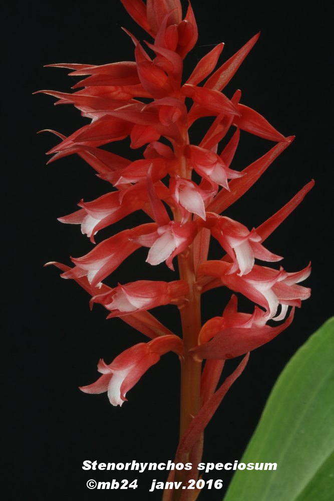 Stenorrhynchos speciosum Stenor11