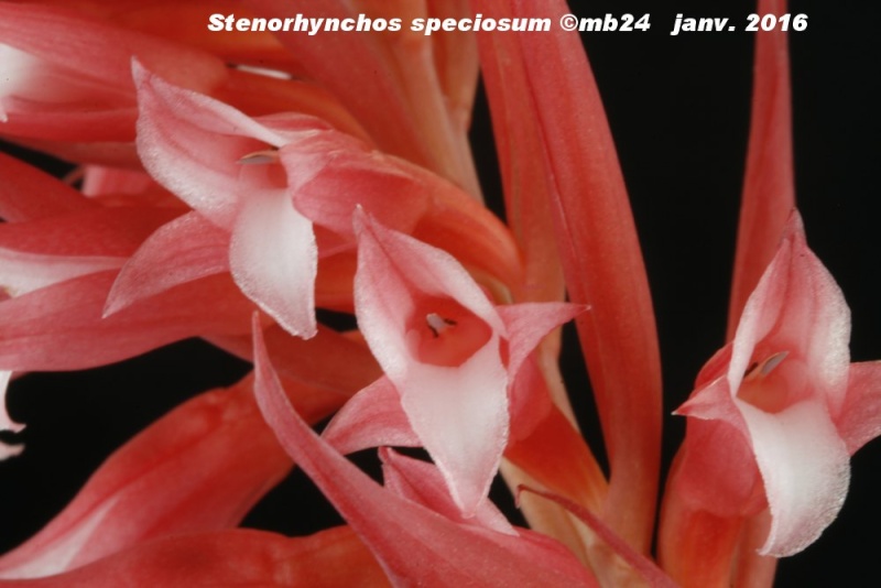 Stenorrhynchos speciosum Stenor12