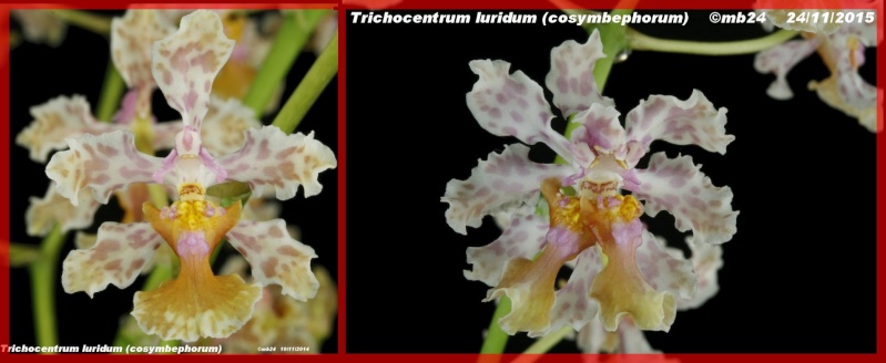 Trichocentrum luridum avec un double labelle Tricho11