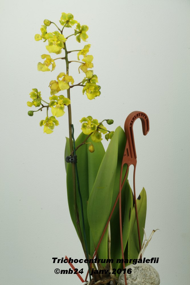 Trichocentrum margalefii Tricho21