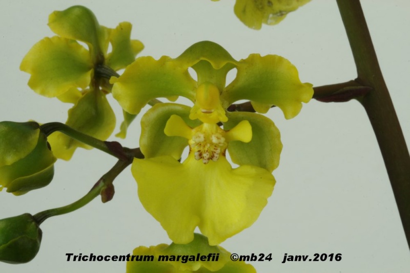 Trichocentrum margalefii Tricho22