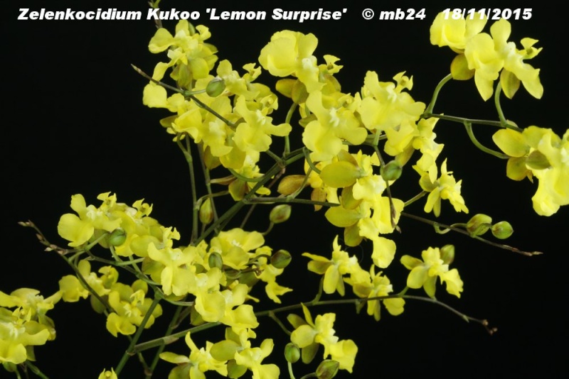 Zelenkocidium Kukoo 'Lemon Surprise' Zelenk11
