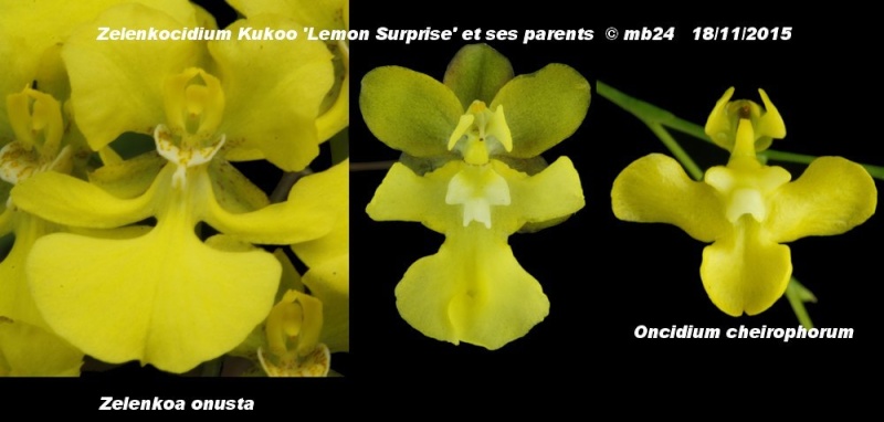 Zelenkocidium Kukoo 'Lemon Surprise' Zelenk12