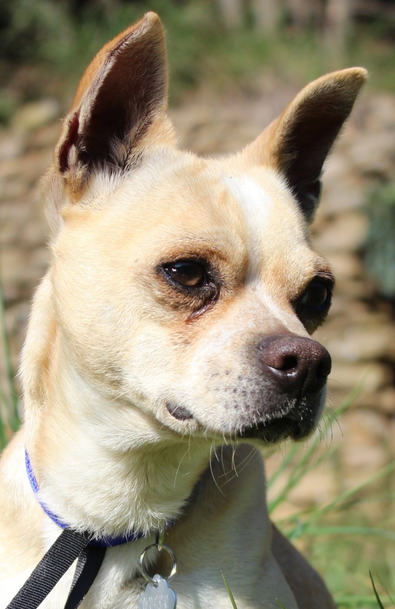 JANVIER : Gringo, mâle chihuahua, 2 ans Gringo10