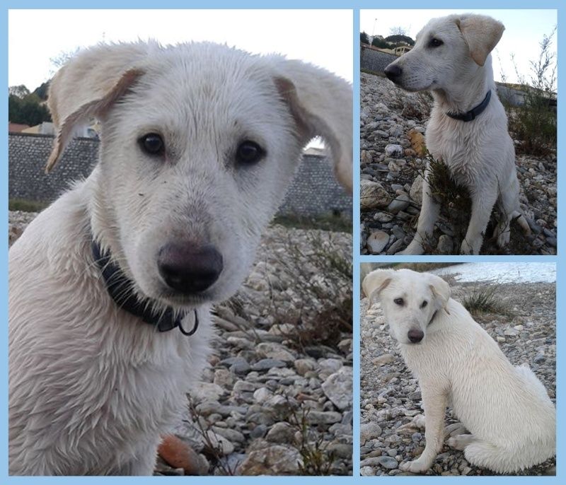 DECEMBRE : Hélios, mâle croisé Berger Blanc Suisse, 4 mois et demi Hylios10