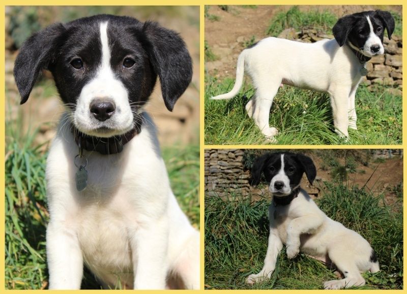 FEVRIER : Leyko, mâle croisé Epagneul Français/Pointer, 2 mois et demi Leyko_10