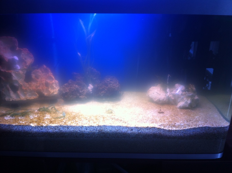 osaka 260 hippocampes 2016-010