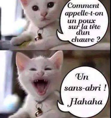 Humour en image du Forum Passion-Harley  ... - Page 27 12278711