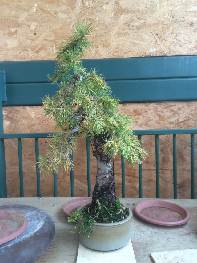 Larch styling question  Novemb13