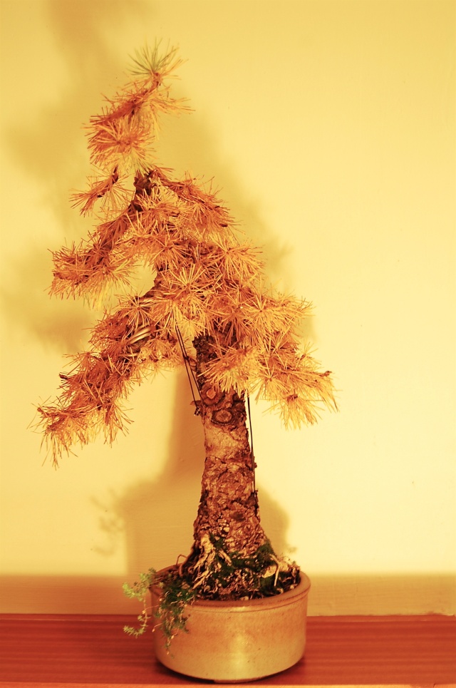 Larch styling question  Novemb14