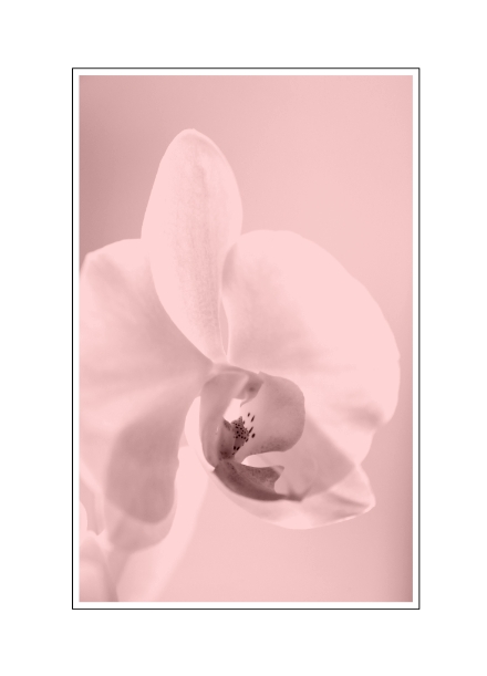 L'orchidé une fleur magique _49r9410