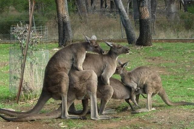 Photos or Videos that make you laugh or otherwise go WTF - Page 9 Roos10