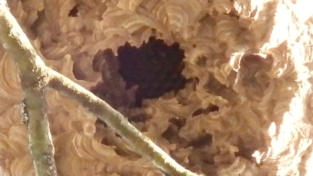 Un nid discret Pb280012