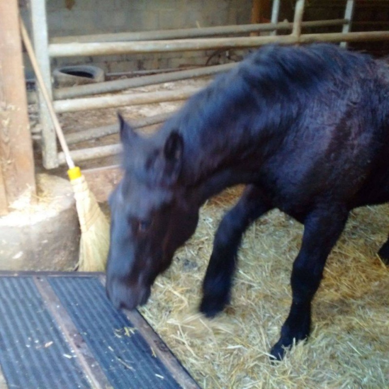 Dept19, FANNY, Percheron PP, réservé par Nathalie en Allemagne (Octobre 2015) Vign310