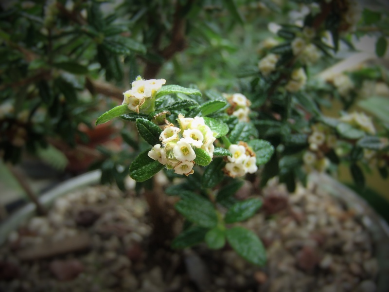 bahama berry in bloom and progress Pb140011