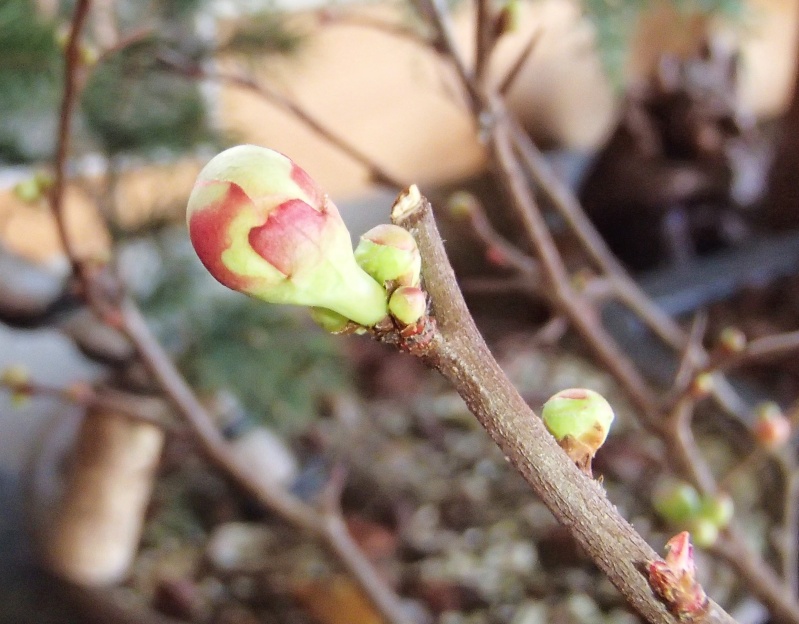 very very late season flower buds on quince... Pc050012