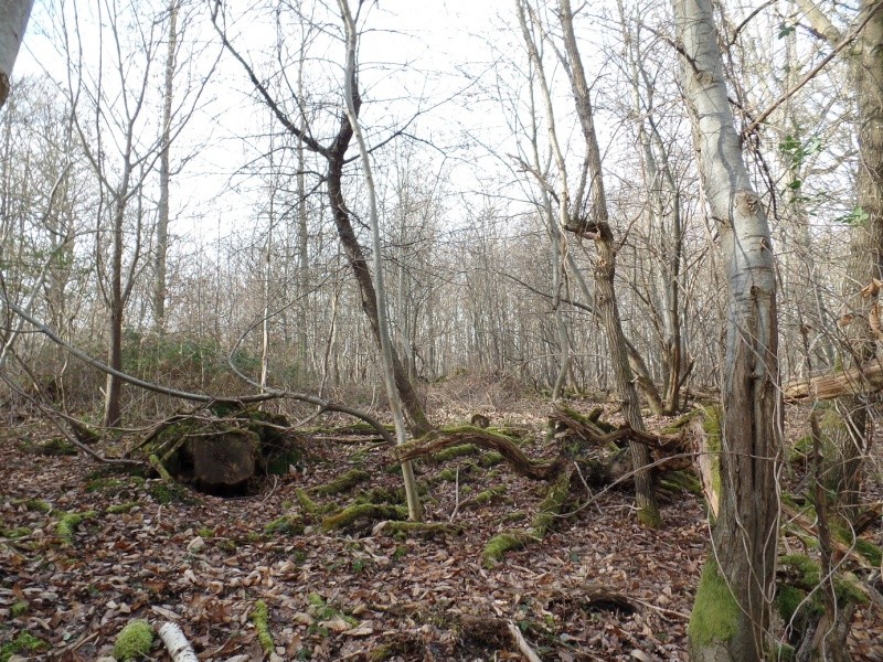 Sortie forêt des 4 piliers (78) Biotop17