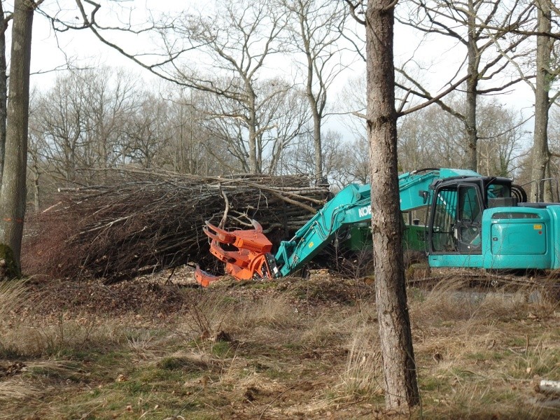 Sortie forêt des 4 piliers (78) Biotop21