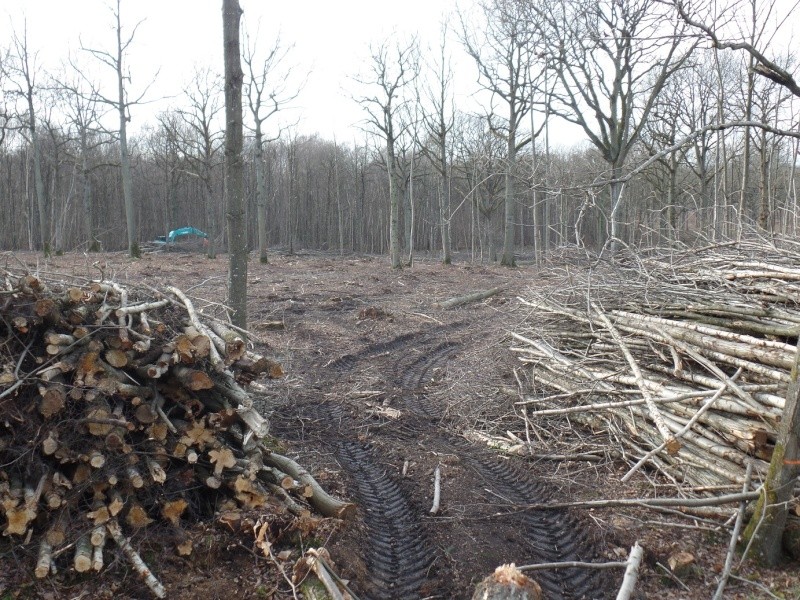 Sortie forêt des 4 piliers (78) Biotop22