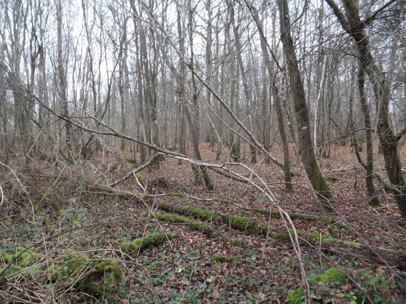 Forêt de Conches (27) Biotop57