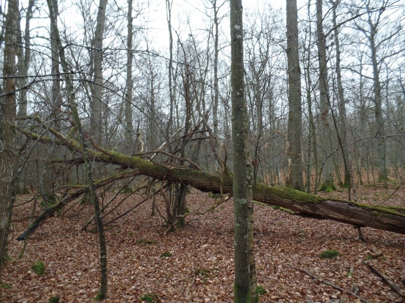 Forêt de Conches (27) Biotop62