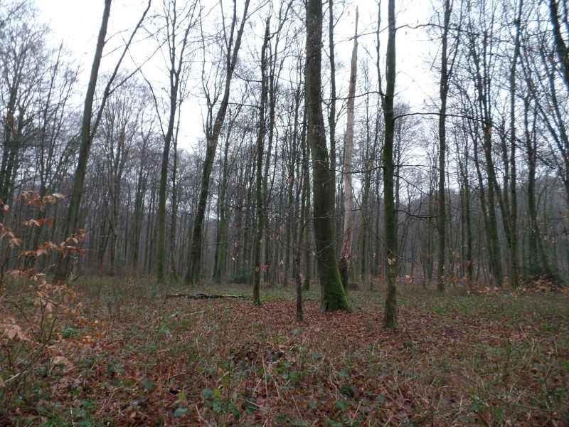 Forêt de Lyons (27) Biotop84