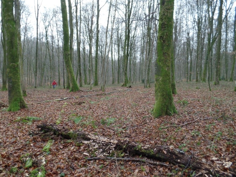 Forêt de Lyons (27) Biotop85