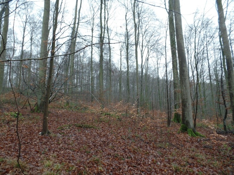 Forêt de Lyons (27) Biotop91