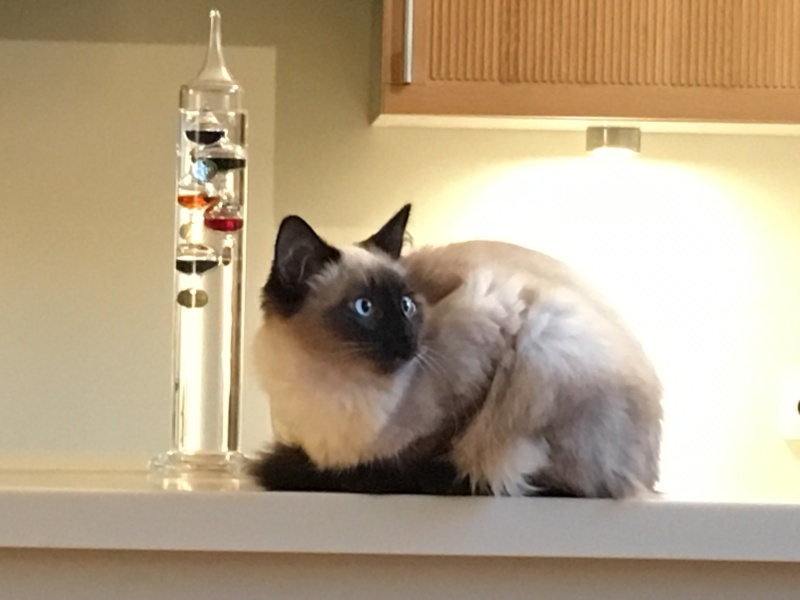 Lenny, chaton européen, né en juillet 2015. Img_2810