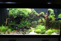 Mon aquarium 400 litres (vidéo page 5) - Page 6 Img_5010
