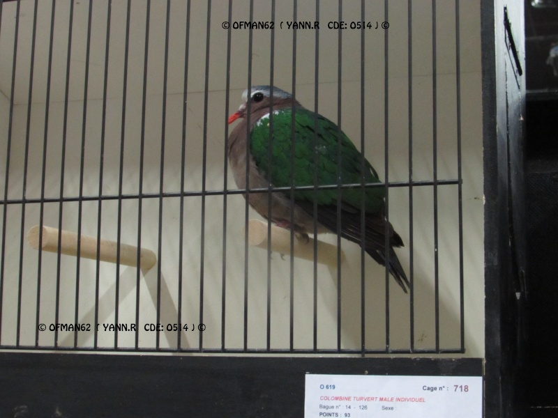 LAOD 44ième SALON DES OISEAUX - INTERREGIONAL 2015 - DOULLENS Img_0411