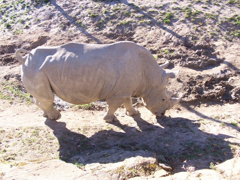 un rinho  blanc 147410