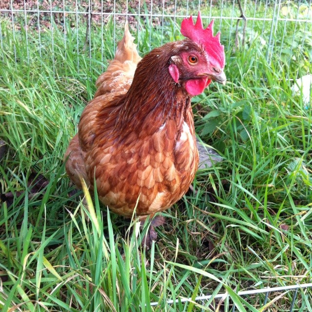 Poule avec une grosse boule ... Image13