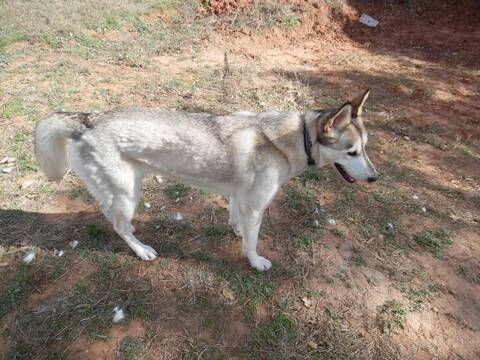 Husky molting hot sale