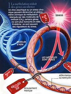 Stress méthylation telomère adn