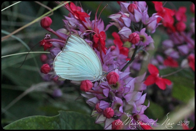 Papillon Cuba 5 Img_1722