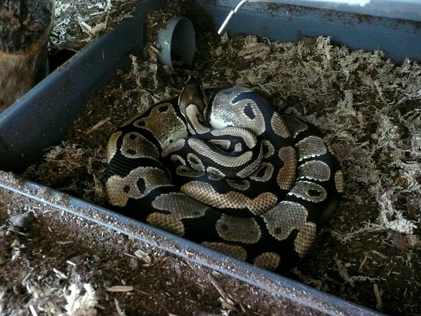 Fréquence nourrissage python reguis Python10