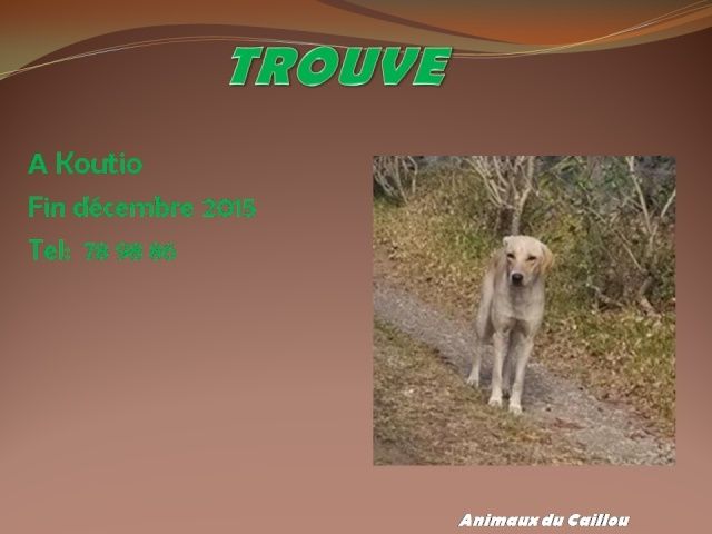 TROUVE chien mâle grand beige à Koutio fin décembre 2015 12507410